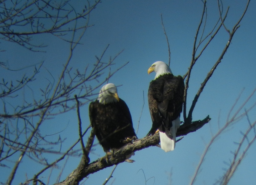 Winter Adventure | Eagle Watching in Greater Eureka Springs