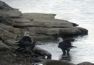 Beaver Lake Arkansas