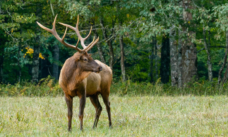 Elk at the Ponca Education Center
